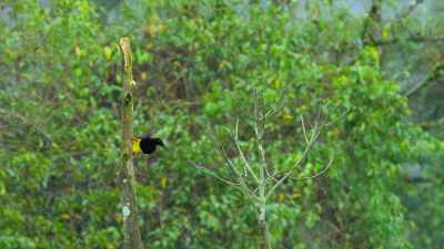 He's already removed
all the leaves from here. - Dancing with the Birds