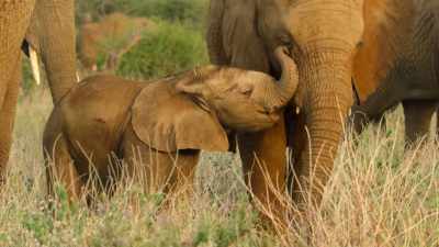 He's also surrounded by older role models - Wild Babies