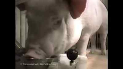 He's amazed animal psychologists, - Pignorant
