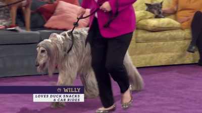 He's an Afghan Hound - 2022 American Rescue Dog Show