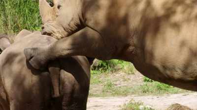 He's attempting to actually copulate,
which isn't going very well. - Magic of Disney's Animal Kingdom