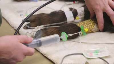 He's been given mannitol
to try to reduce the effect - Secrets of the Zoo