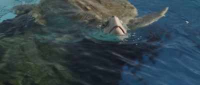 He's been in human care
for 34 years. - Bernie the Dolphin 2