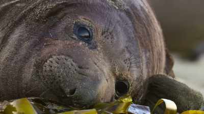 He's big enough to be weaned,
but he's still hungry. - Our Great National Parks