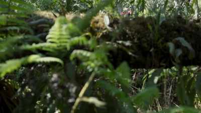 He's currently their life support, - The Green Planet