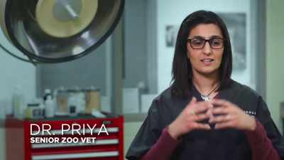 He's done ai procedures
and perfected the technique - Secrets of the Zoo