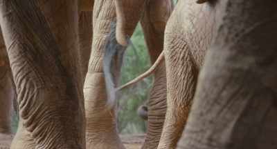 He's excited by Mimi's arrival - The Elephant Queen