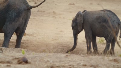'He's experienced
dry weather before. - A Year on Planet Earth