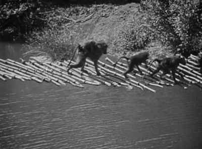 He's gone, anyway,
hant or no hant. - Duck Soup