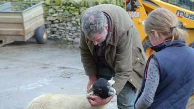 He's got with bull and cave.
Cave. And his mother... - Our Yorkshire Farm