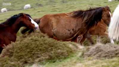 He's got his work cut out. - Wales: Land of the Wild