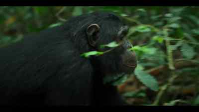 He's grown in confidence. - Chimp Empire