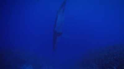 "He's head-first in this ring of coral," - Secrets of the Whales