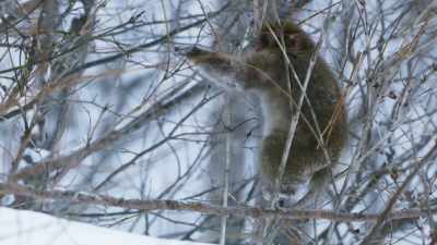 He's hungry. - Frozen Planet II