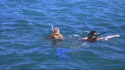 He's hurt.
What was it? - Flipper