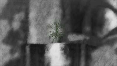 He's in camp, but when he's,
you know, tending to his tree, - Trees and Other Entanglements