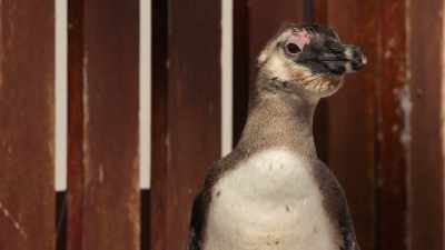 He's just survived
more than a year alone at sea. - Penguin Town