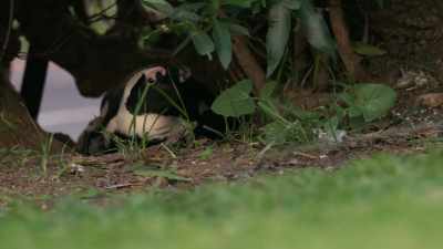 He's lived here long enough to know
these hitmen won't whack him. - Penguin Town