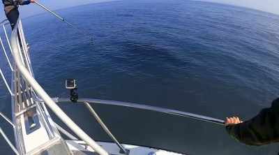 He's looking for clues about
why these apex predators are - Shark Attack Files