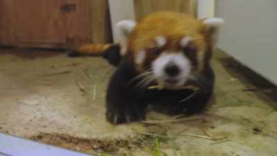 He's not 100% yet for sure, - Secrets of the Zoo