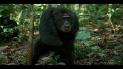 He's not alpha anymore, - Chimp Empire