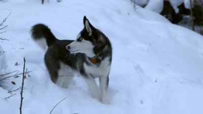 HE'S NOT GETTING CARRIED AWAY
WITH ANYTHING. - The Last Alaskans