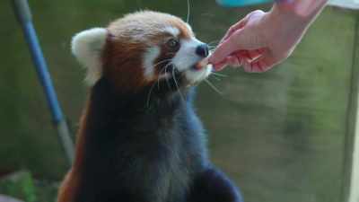 He's not gonna let us see them, - Secrets of the Zoo