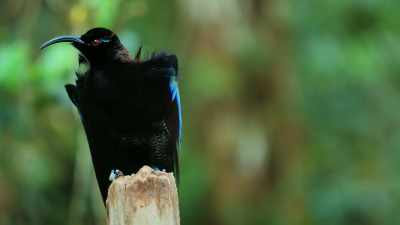 He's not having a bad feather day, - Dancing with the Birds
