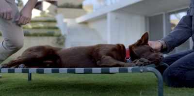 "He's not looking good." - Koko: A Red Dog Story