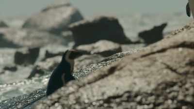 He's put his best flipper forward. - Penguin Town