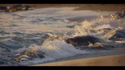 He's ready to enter the ocean
for the first time. - Our Oceans