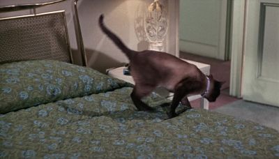 He's really diabolically clever - That Darn Cat!