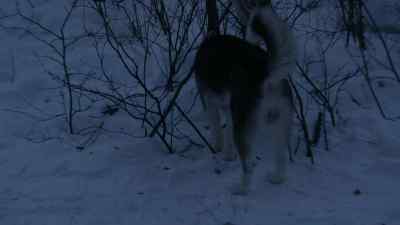 HE'S RIGHT ON IT. - The Last Alaskans
