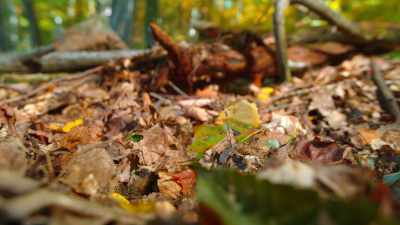 He's secured a territory of his own, - Tiny World