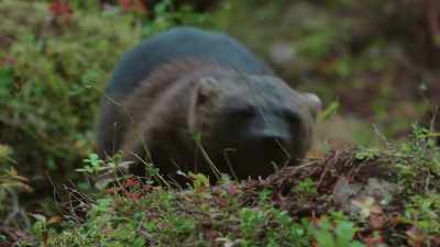 He's slower than most of his prey. - Wild Nordic