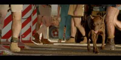 He's sort of
quintessentially Australian - Koko: A Red Dog Story