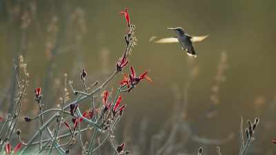 He's spotted a female.
She's feeding. - Attenborough's Life in Colour