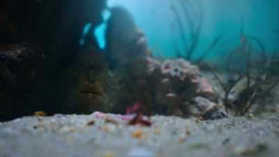 He's spotted by a hairy frogfish. - The Secret Lives of Animals