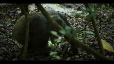 He's still the alpha... - Chimp Empire