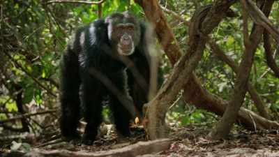 He's strong but grey-bearded
and past the age - Dynasties