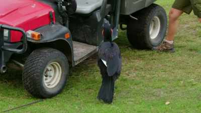 He's super curious and nosy.
He pokes his beak into everything. - Magic of Disney's Animal Kingdom