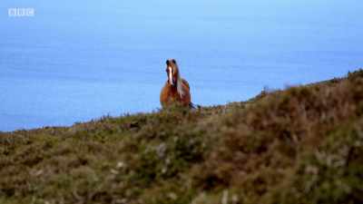 He's surrounded by rivals - Wales: Land of the Wild