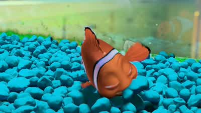 He's swimming to the filter! - Finding Nemo