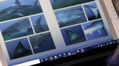 He's tested a theory - Shark Attack Files