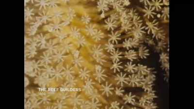 He's the first guy to really go down
and start cataloging corals, - Chasing Coral