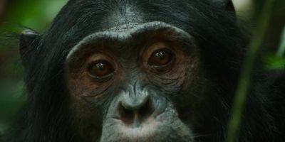 He's trying to perform dominance displays. - Chimp Empire