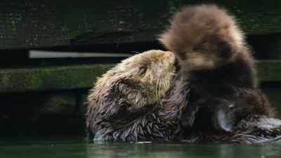 He's utterly helpless, - Our Great National Parks