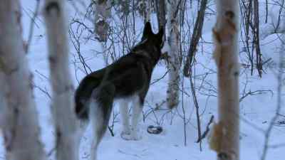 HE'S WALKING RIGHT THERE.
HE'S SIX INCHES AWAY. - The Last Alaskans