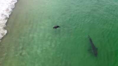 Het is echt verbluffend
hoe we over deze dieren denken, toch? - Return of the White Shark