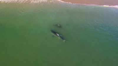 Het kan gemakkelijk
op het strand belanden. - Return of the White Shark